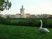 Kniglicher Schwan?